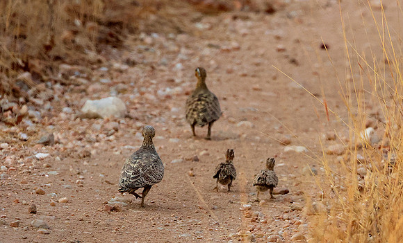 Black-faced sandgrouse -