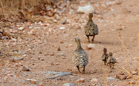 Black-faced sandgrouse -