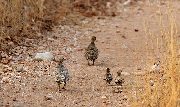 Black-faced sandgrouse -