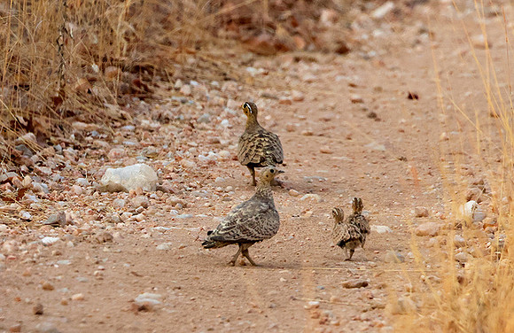 Black-faced sandgrouse -