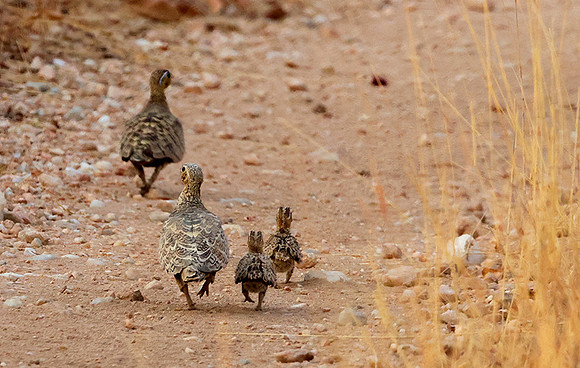 Black-faced sandgrouse -