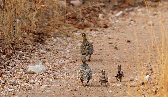 Black-faced sandgrouse -