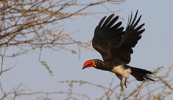 Crowned hornbill