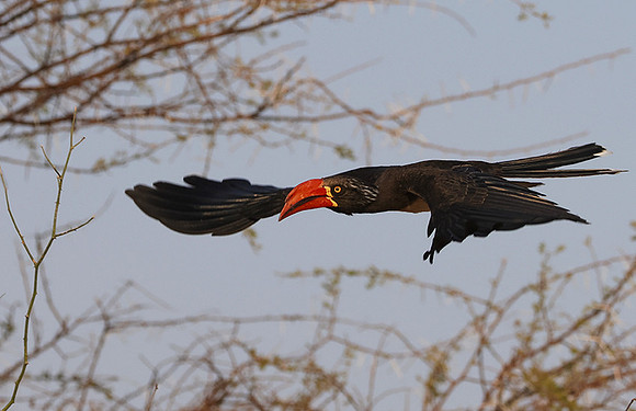 Crowned hornbill