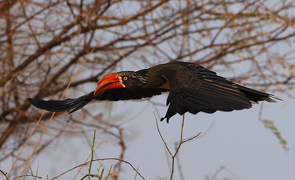 Crowned hornbill