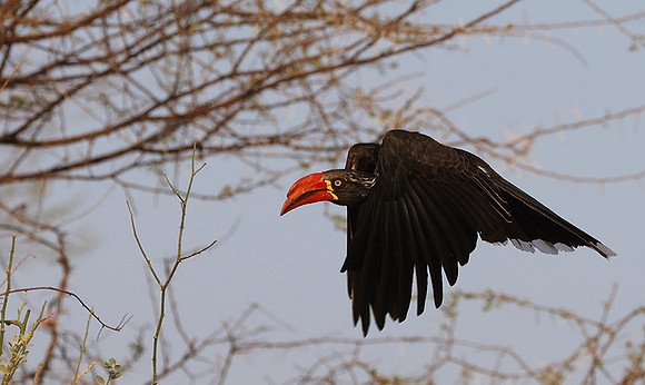 Crowned hornbill