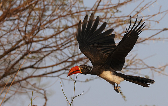 Crowned hornbill