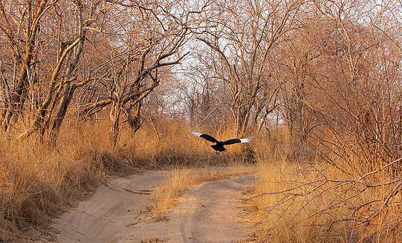 Ground hornbill