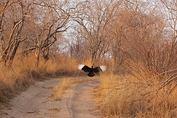 Ground hornbill
