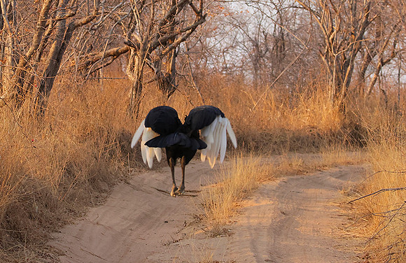 Ground hornbill