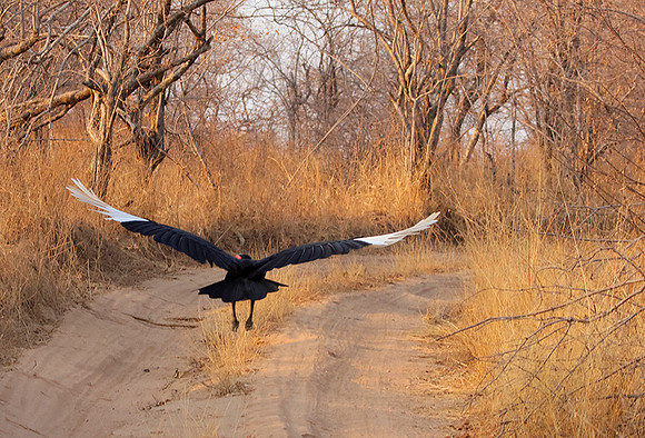 Ground hornbill