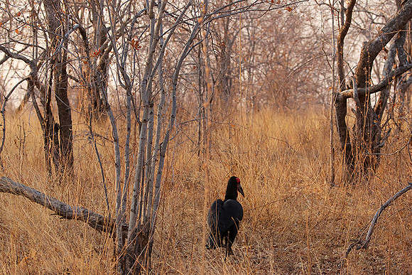 Ground hornbill