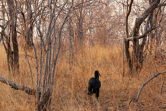 Ground hornbill