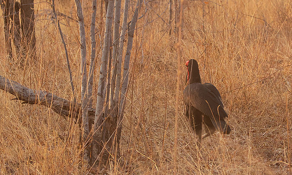 Ground hornbill