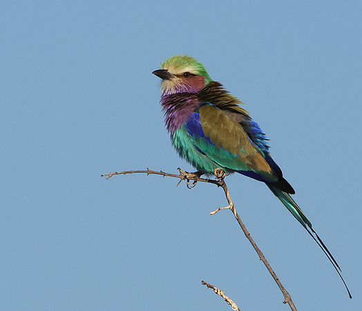 Lilac-breasted roller