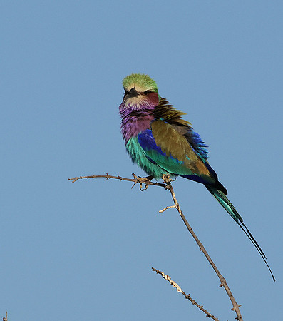 Lilac-breasted roller