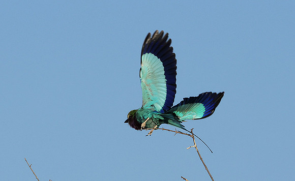 Lilac-breasted roller