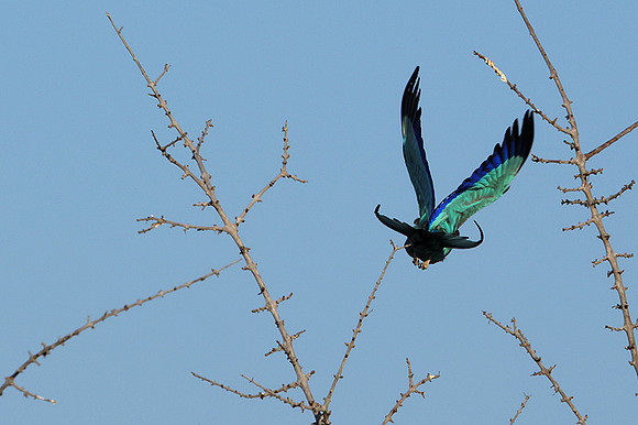 Lilac-breasted roller