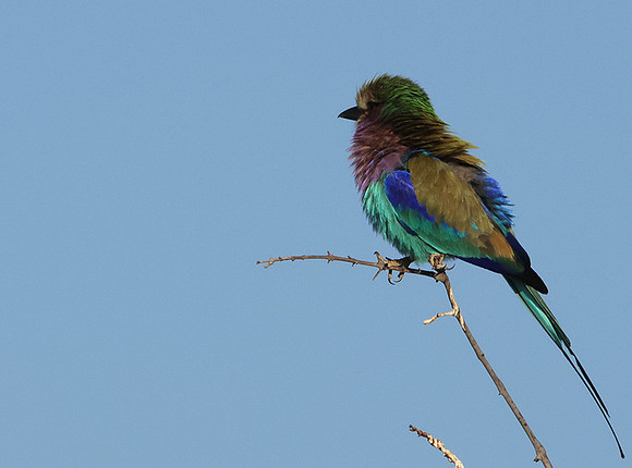 Lilac-breasted roller
