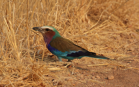 Lilac-breasted roller