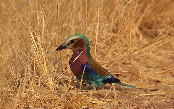 Lilac-breasted roller