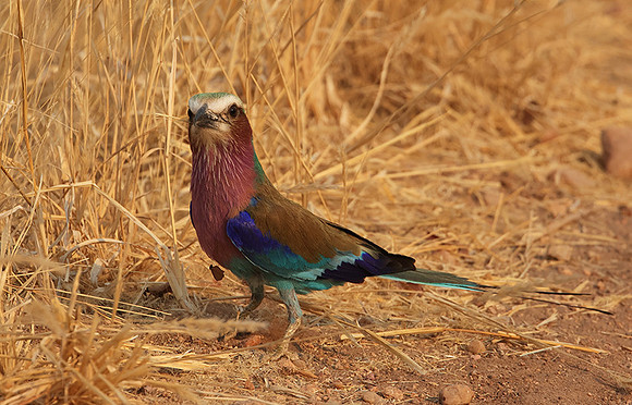 Lilac-breasted roller