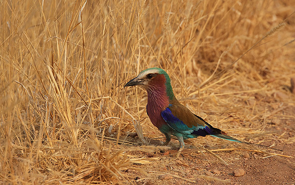 Lilac-breasted roller