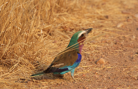 Lilac-breasted roller