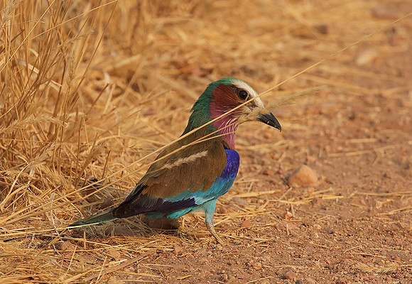 Lilac-breasted roller