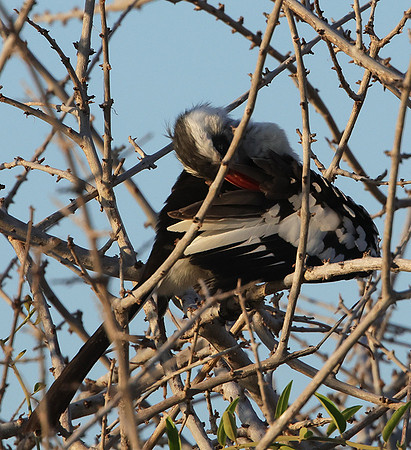 Ruaha red-billed hornbill