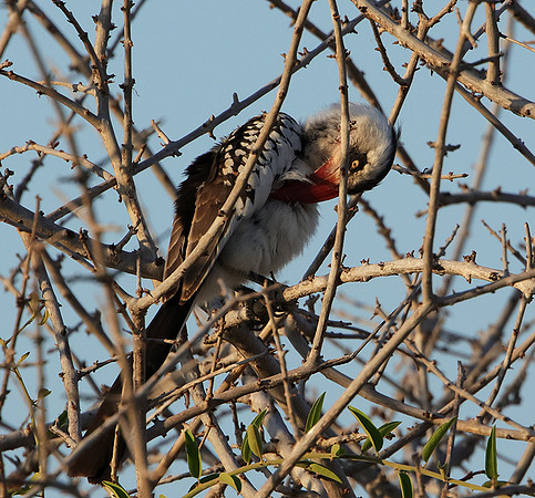 Ruaha red-billed hornbill