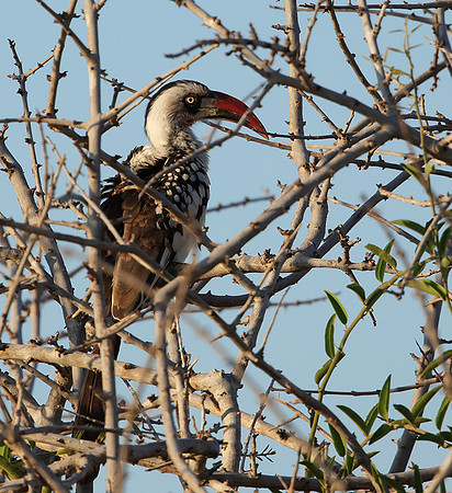 Ruaha red-billed hornbill