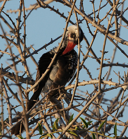 Ruaha red-billed hornbill