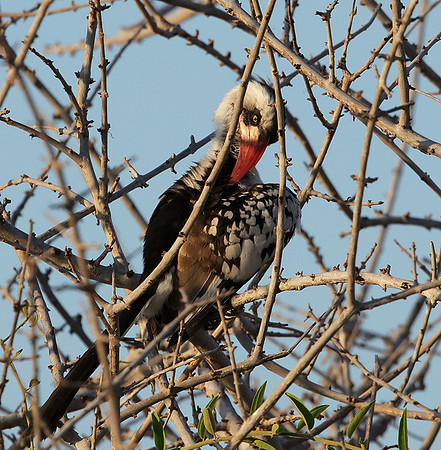 Ruaha red-billed hornbill