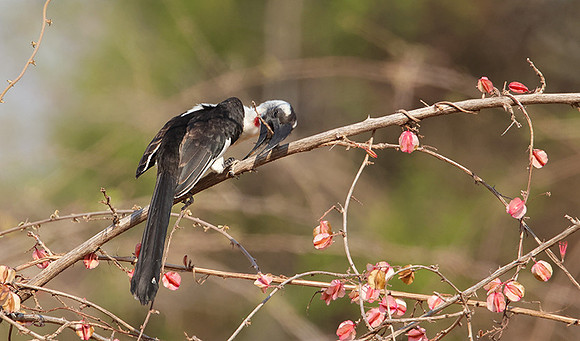 Von der decken's hornbill