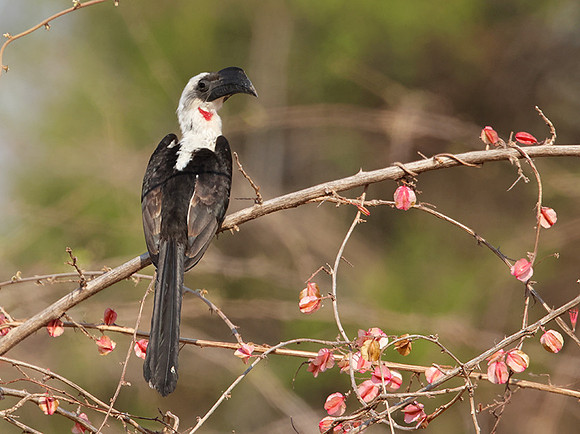 Von der decken's hornbill