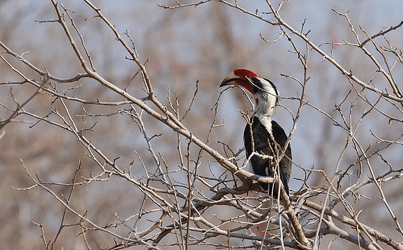 Von der decken's hornbill