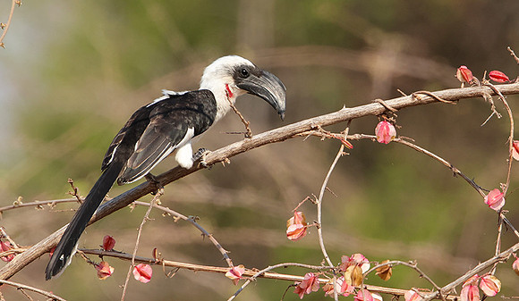 Von der decken's hornbill