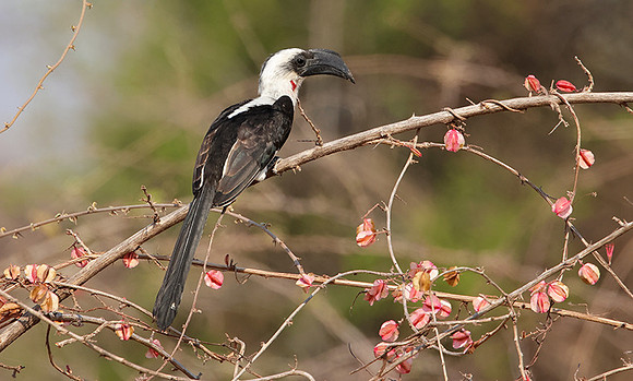 Von der decken's hornbill