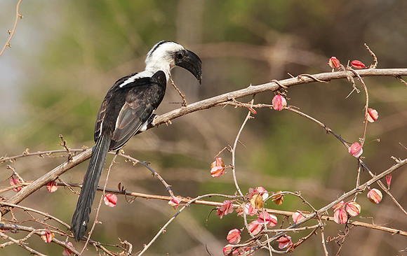 Von der decken's hornbill