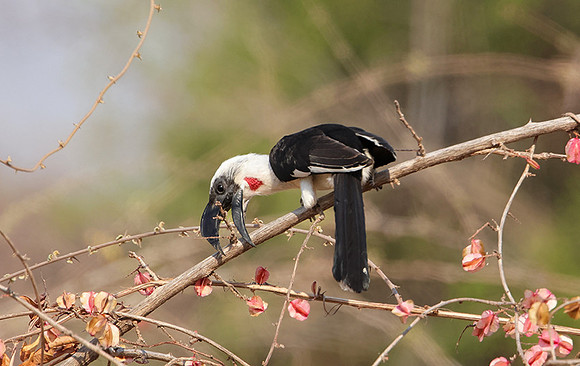 Von der decken's hornbill
