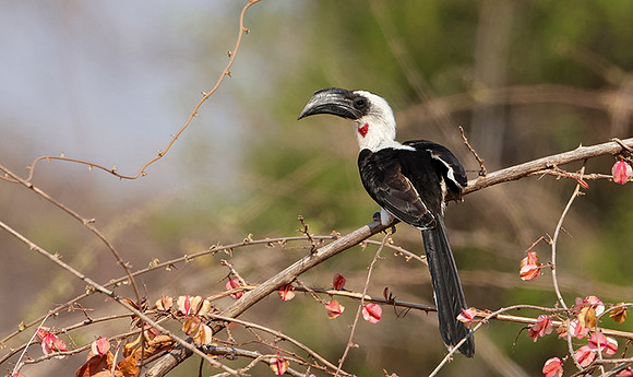 Von der decken's hornbill