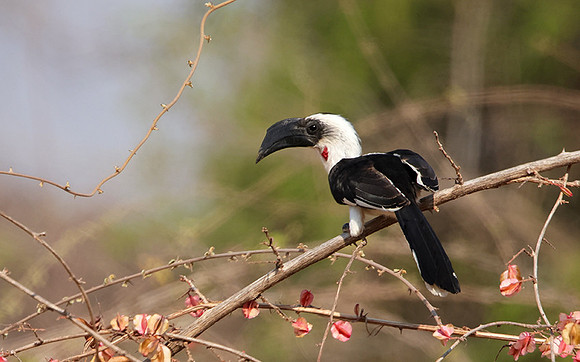 Von der decken's hornbill