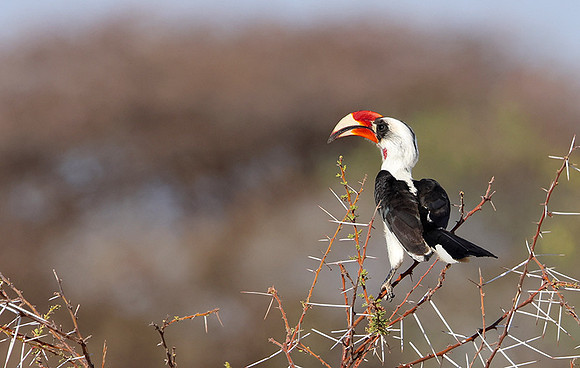 Von der decken's hornbill