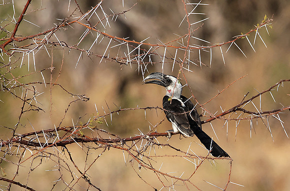 Von der decken's hornbill