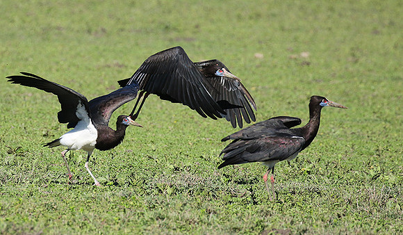Abdim's stork - Mwiba