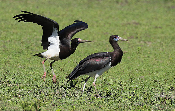 Abdim's stork -Mwiba