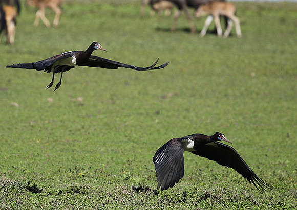 Abdim's stork -Mwiba