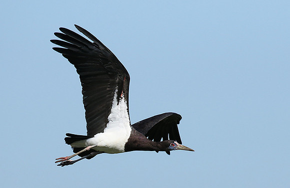 Abdim's stork -Mwiba
