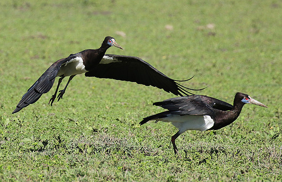Abdim's stork -Mwiba